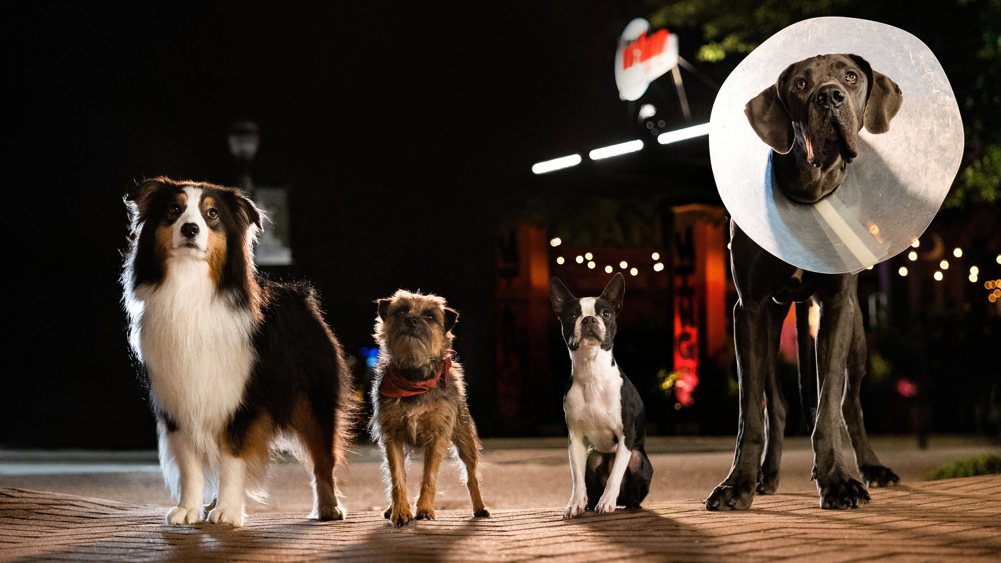 Strays, still 3
